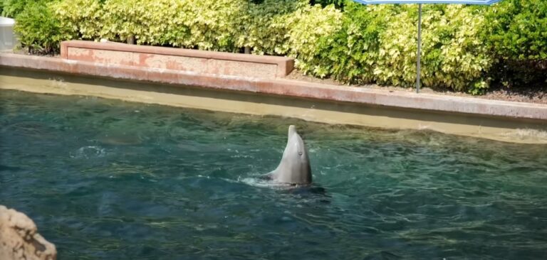 SeaWorld Orlando Guide Tips Before You Go Dolphin Cove
