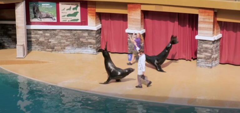 SeaWorld Orlando Guide Tips Before You Go Sea Lion Otter Show