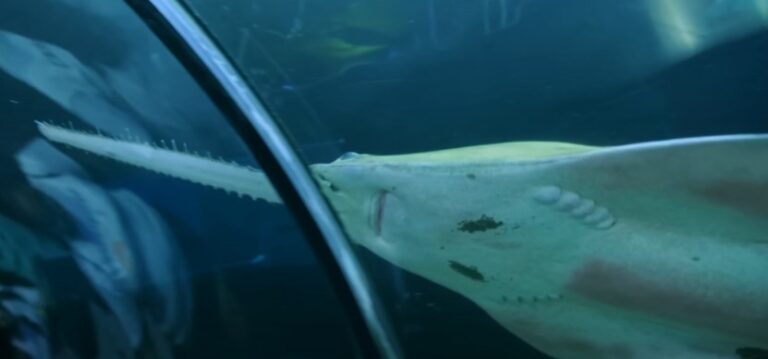SeaWorld Orlando Guide Tips Before You Go Shark Encounter