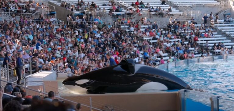 SeaWorld Orlando Guide Tips Before You Go Orca Encounter