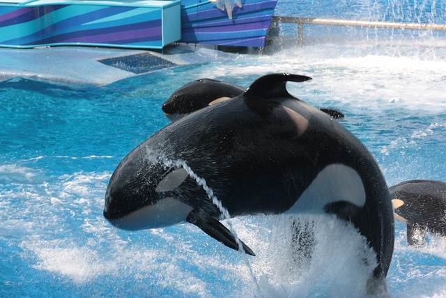 Disney SeaWorld Orlando View