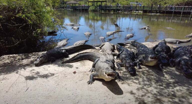 Gatorland Orlando Guide Tips What To Do Before You Go Alligators