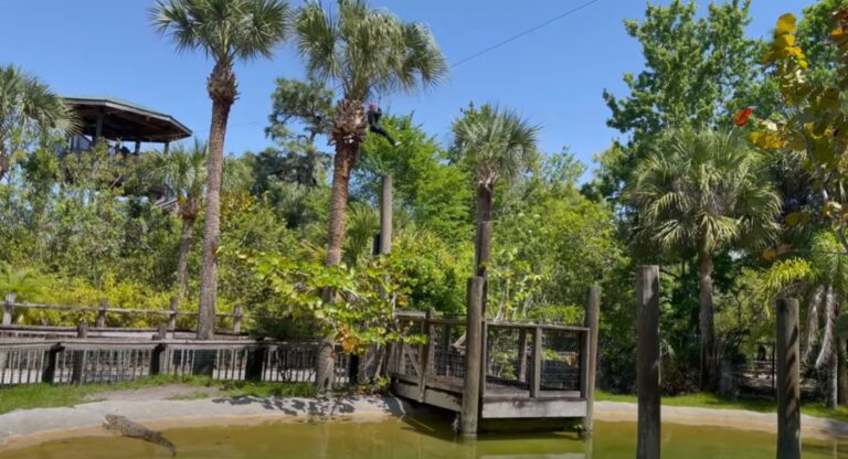 Gatorland Orlando Guide Tips What To Do Before You Go Zip Line