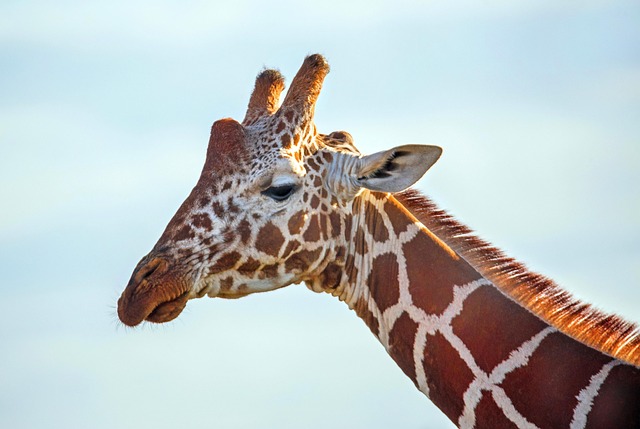 giraffe - disney animal kingdom orlando